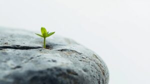 A cracked stone with a green sprout growing through it, symbolizing resilience, hope, and breaking free from fear-driven money narratives.
